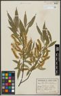 Foto von Salix alba L. x Salix fragilis L.
